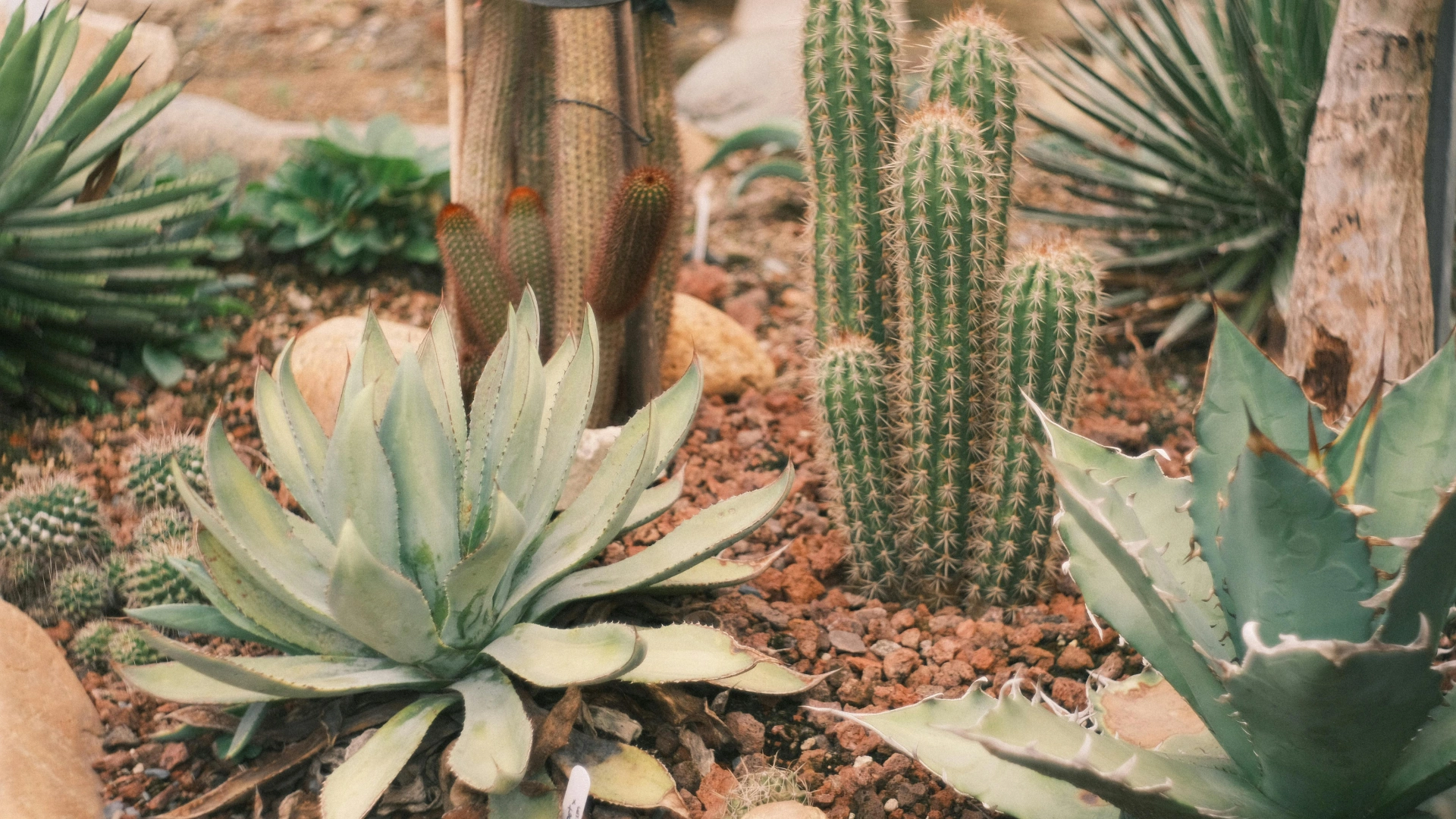 Xeriscaping Ogden Utah